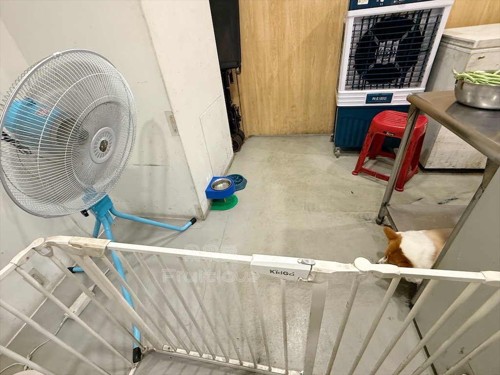 彰化鹿港|艾吃鹽酥雞:在地宵夜炸物,搭配九層塔和蒜頭,讓人一口接一口,還有超萌店狗坐鎮 @果果愛Fruitlove 彰化鹿港|艾吃鹽酥雞:在地宵夜炸物,搭配九層塔和蒜頭,讓人一口接一口,還有超萌店狗坐鎮 @果果愛Fruitlove