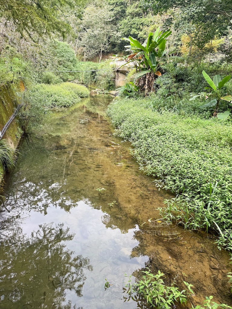 雲林古坑景點|石壁九芎公廟:300年九芎神木下吃泡麵!雲林版泡麵土地公,順遊五元兩角、雲嶺之丘 @果果愛Fruitlove 雲林古坑景點|石壁九芎公廟:300年九芎神木下吃泡麵!雲林版泡麵土地公,順遊五元兩角、雲嶺之丘 @果果愛Fruitlove