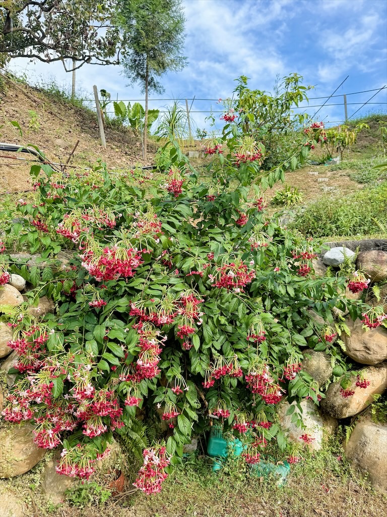 台中東勢｜爸娜娜窯烤披薩：預約包場手作窯烤披薩DIY、滑草場與山景大草皮，親子寵物友善農場推薦！ @果果愛Fruitlove