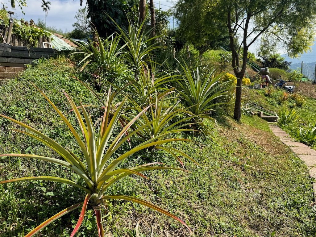 台中東勢｜爸娜娜窯烤披薩：預約包場手作窯烤披薩DIY、滑草場與山景大草皮，親子寵物友善農場推薦！ @果果愛Fruitlove