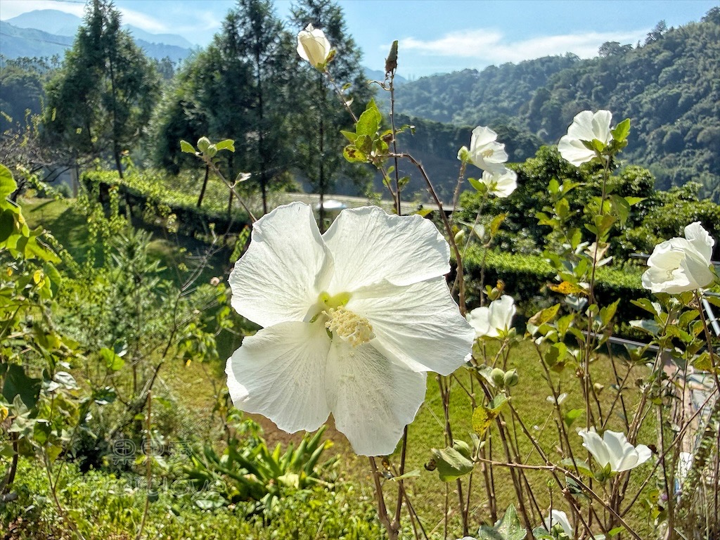 台中東勢｜爸娜娜窯烤披薩：預約包場手作窯烤披薩DIY、滑草場與山景大草皮，親子寵物友善農場推薦！ @果果愛Fruitlove