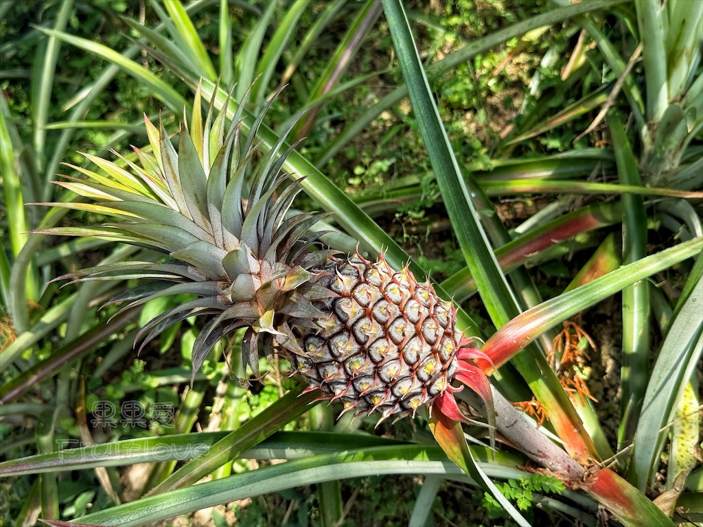 台中東勢｜爸娜娜窯烤披薩：預約包場手作窯烤披薩DIY、滑草場與山景大草皮，親子寵物友善農場推薦！ @果果愛Fruitlove