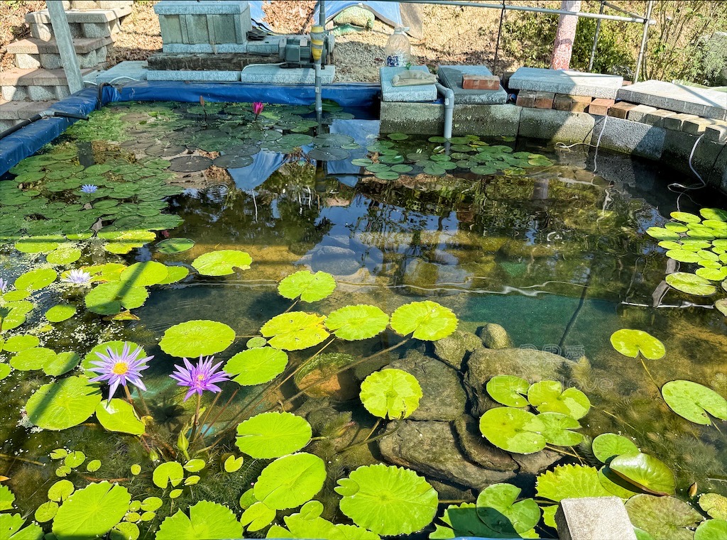 台中東勢｜爸娜娜窯烤披薩：預約包場手作窯烤披薩DIY、滑草場與山景大草皮，親子寵物友善農場推薦！ @果果愛Fruitlove