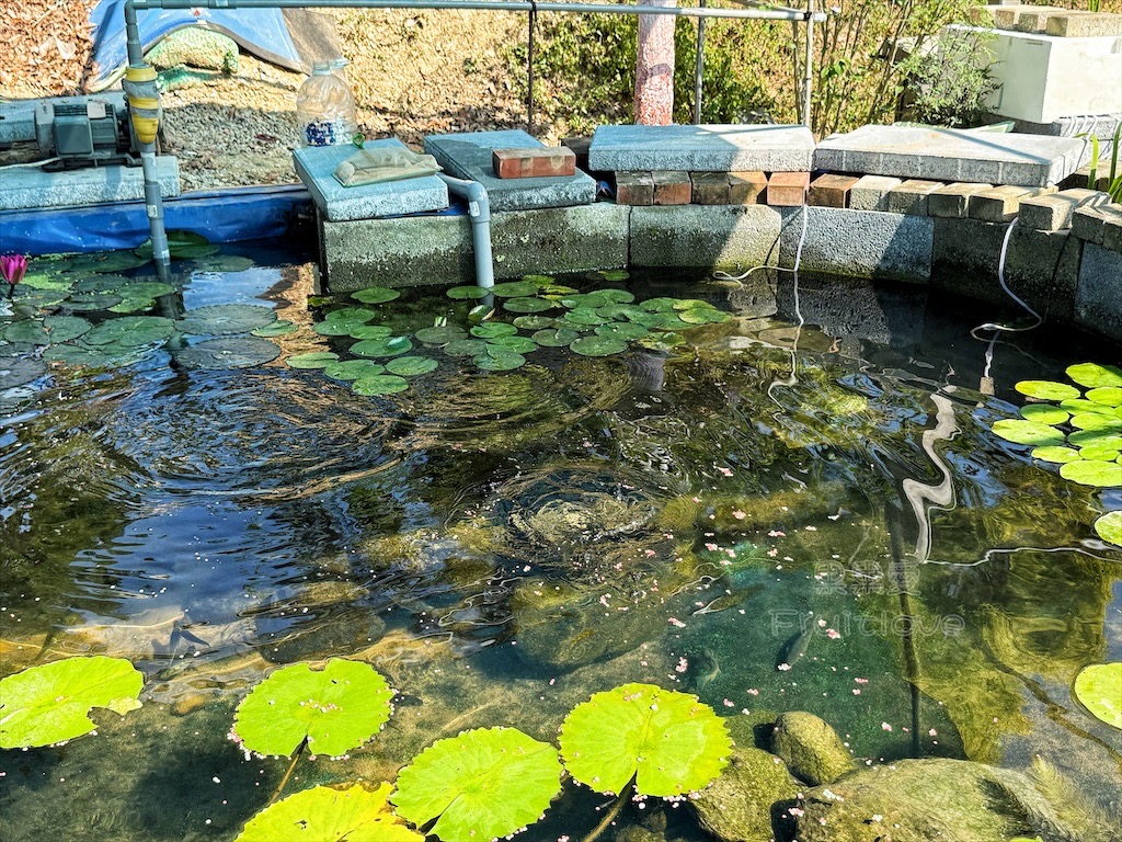 台中東勢｜爸娜娜窯烤披薩：預約包場手作窯烤披薩DIY、滑草場與山景大草皮，親子寵物友善農場推薦！ @果果愛Fruitlove