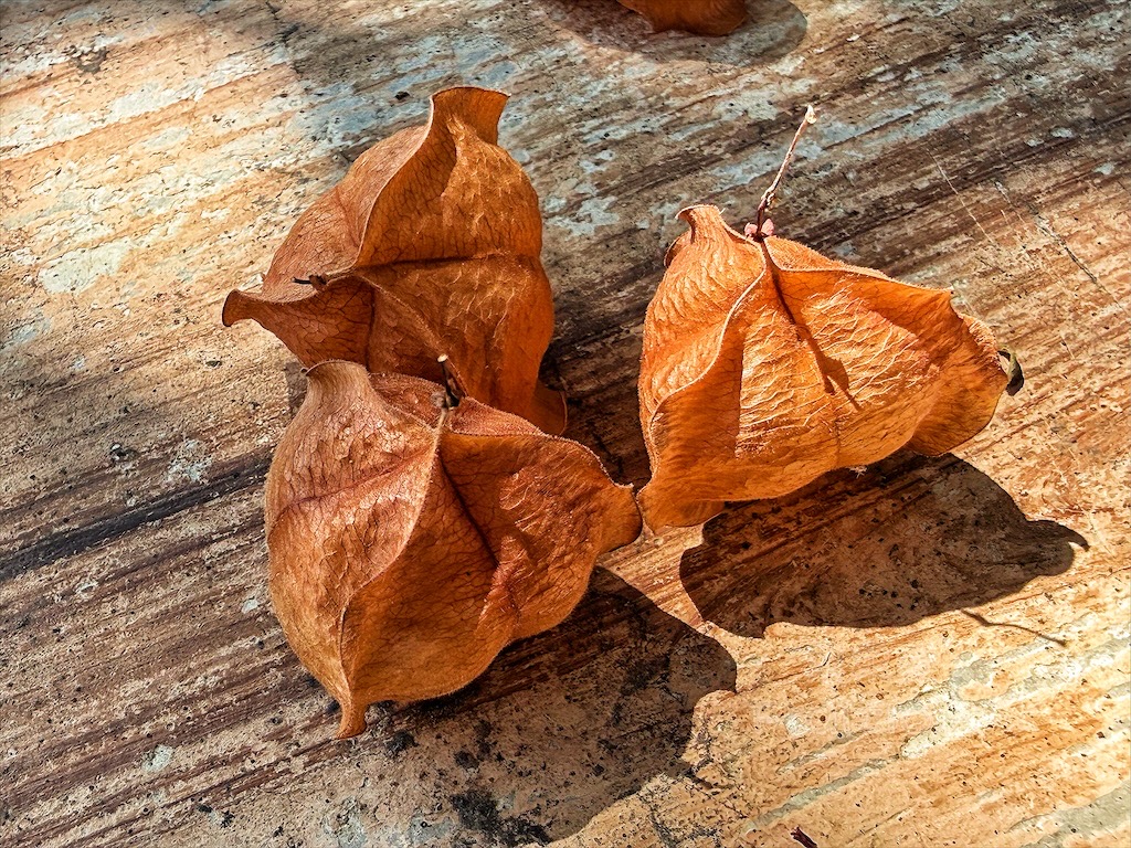 台中東勢｜爸娜娜窯烤披薩：預約包場手作窯烤披薩DIY、滑草場與山景大草皮，親子寵物友善農場推薦！ @果果愛Fruitlove
