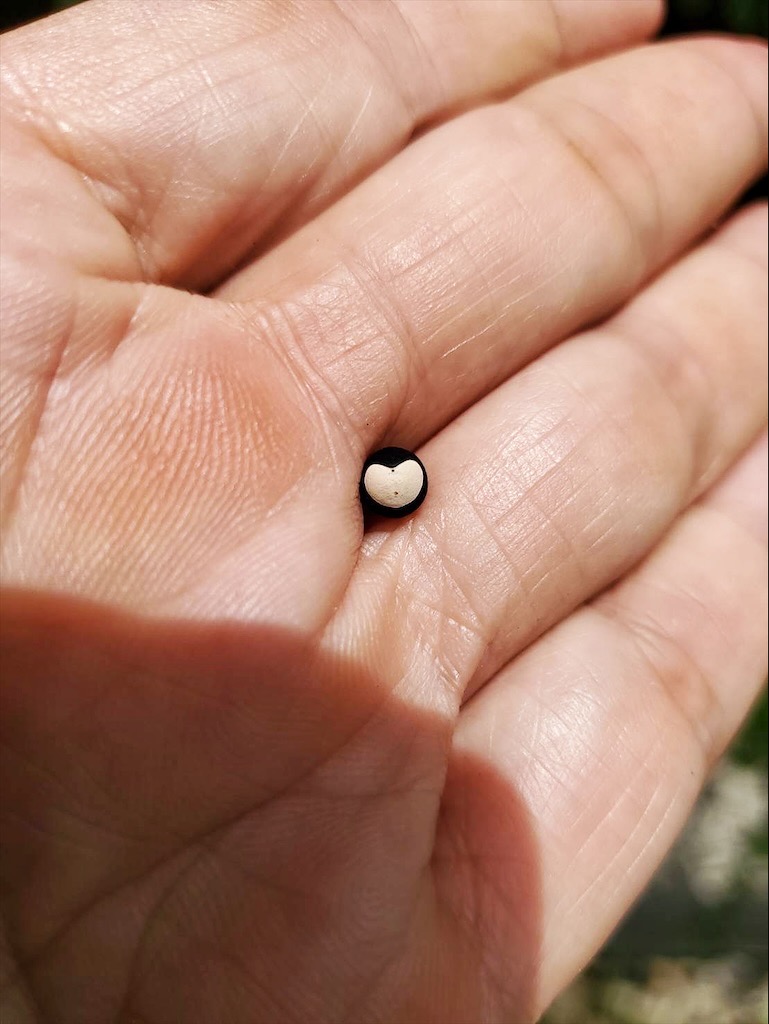 台中東勢｜爸娜娜窯烤披薩：預約包場手作窯烤披薩DIY、滑草場與山景大草皮，親子寵物友善農場推薦！ @果果愛Fruitlove