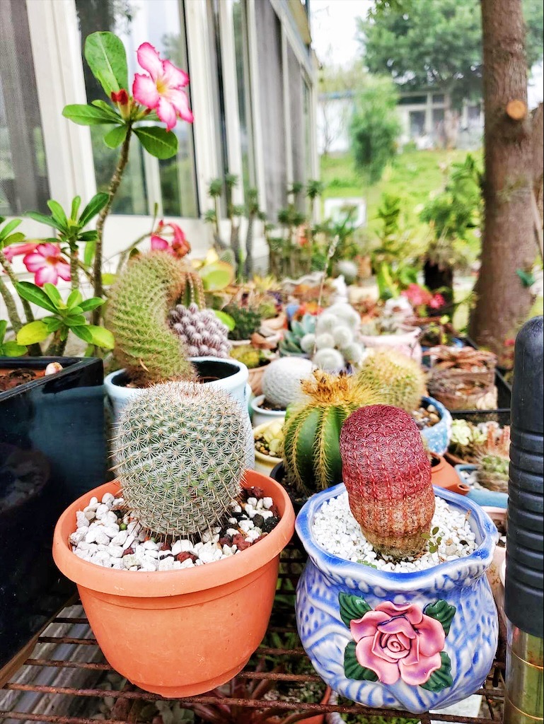 台中東勢｜爸娜娜窯烤披薩：預約包場手作窯烤披薩DIY、滑草場與山景大草皮，親子寵物友善農場推薦！ @果果愛Fruitlove