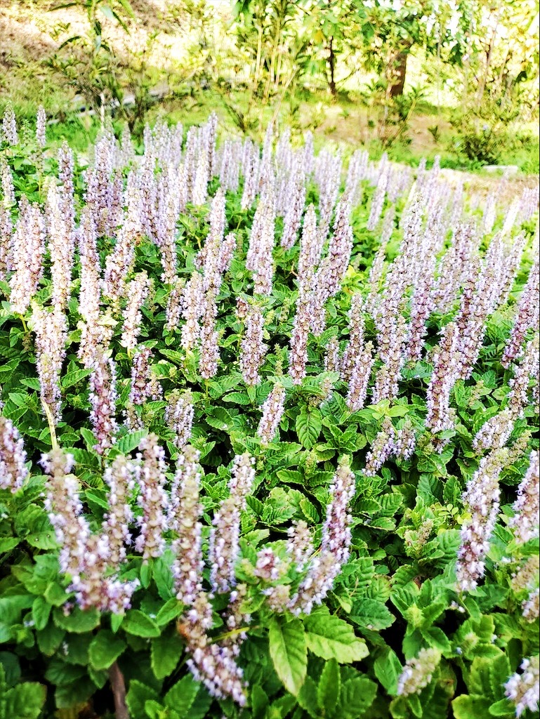 台中東勢｜爸娜娜窯烤披薩：預約包場手作窯烤披薩DIY、滑草場與山景大草皮，親子寵物友善農場推薦！ @果果愛Fruitlove