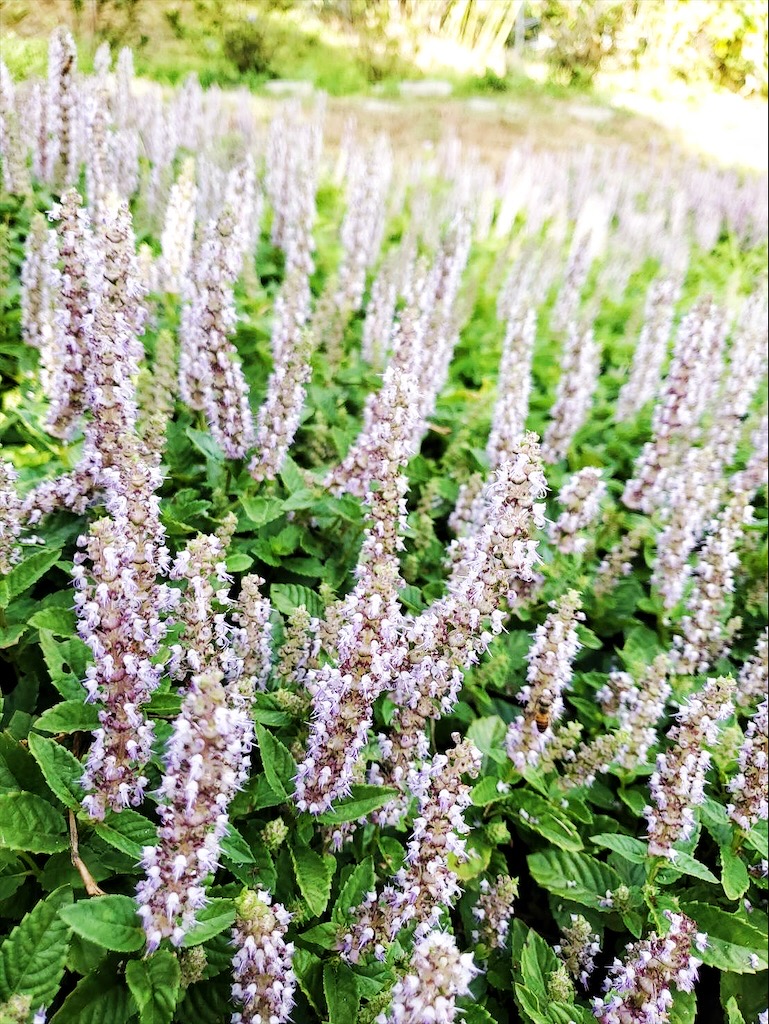 台中東勢｜爸娜娜窯烤披薩：預約包場手作窯烤披薩DIY、滑草場與山景大草皮，親子寵物友善農場推薦！ @果果愛Fruitlove