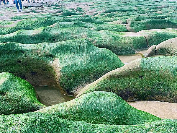 北海岸限定的抹茶綠地毯 ~老梅綠石槽 ~ 北海岸限定美景  寵物友善景點 推薦 @果果愛Fruitlove