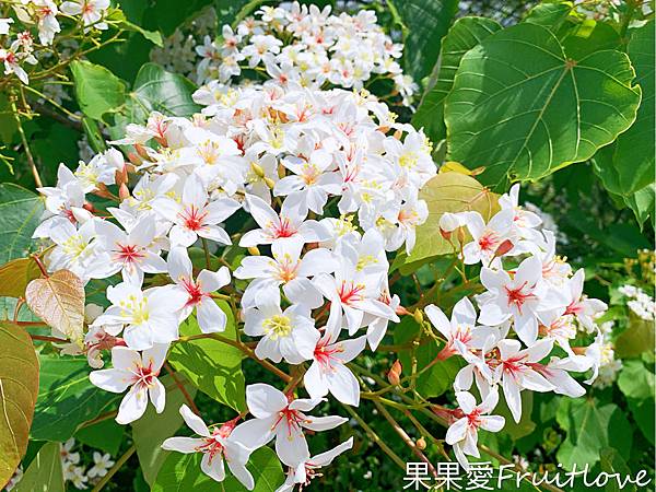 隨風飄落的桐花，美得像是一幅畫，台灣客家文化館賞桐看地景藝術 @果果愛Fruitlove