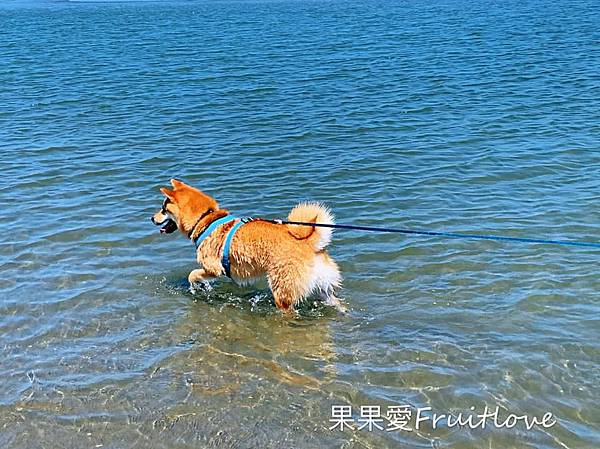 苗栗竹南景點-濱海森林遊憩區 假日之森，免費景點，玩水、衝浪、風箏、夕陽，讓人眷戀的好地方 @果果愛Fruitlove