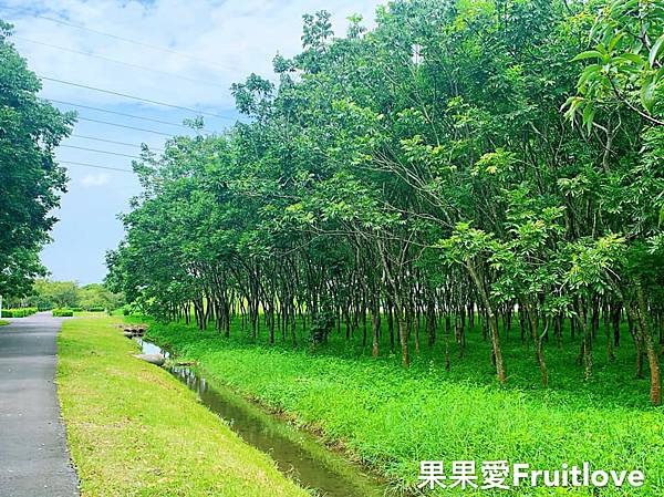 林後四林平地森林園區⟩不用上山就可以享受滿滿的芬多精，還有許多自然生態可以觀賞-屏東潮州景點/寵物友善 @果果愛Fruitlove