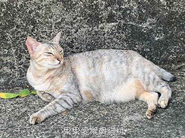 可愛又逗趣的　猴硐貓村　一起來尋找小貓咪在哪裡　探索人文與歷史　搭煤礦車　體驗早期採礦歷史　　新北親子寵物友善景點 @果果愛Fruitlove