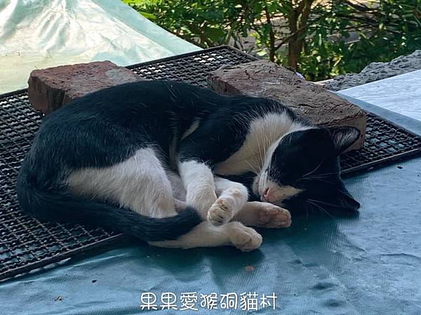 可愛又逗趣的　猴硐貓村　一起來尋找小貓咪在哪裡　探索人文與歷史　搭煤礦車　體驗早期採礦歷史　　新北親子寵物友善景點 @果果愛Fruitlove