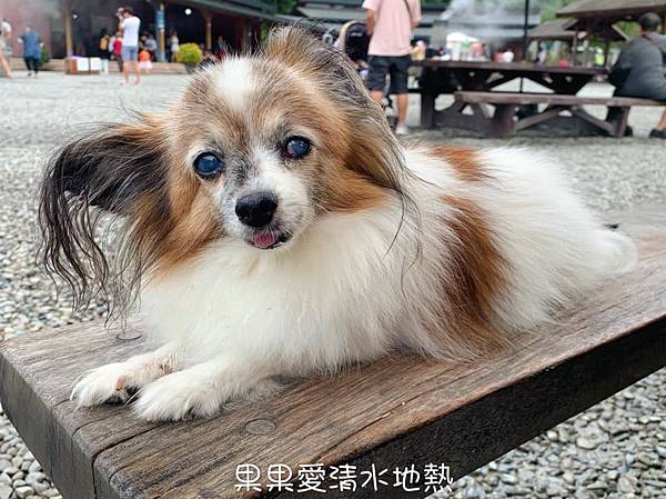 秋冬就想去的　清水地熱公園　現煮食材獨特的香氣與美味讓人難忘　再到天送埤車站搭乘小火車　悠遊在鐵道與田野旁　親子寵物友善　　清水地熱上集 @果果愛Fruitlove