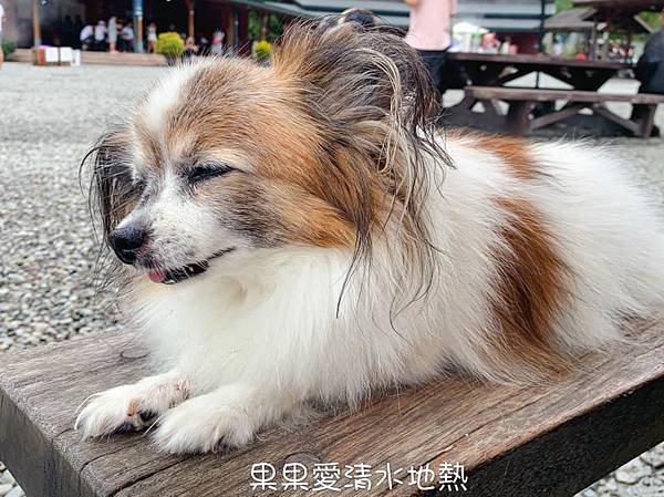 秋冬就想去的　清水地熱公園　現煮食材獨特的香氣與美味讓人難忘　再到天送埤車站搭乘小火車　悠遊在鐵道與田野旁　親子寵物友善　　清水地熱上集 @果果愛Fruitlove