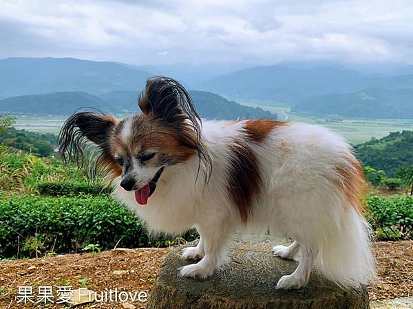 置身在茶園裡泡茶，觀景，愜意又美好　玉蘭茶園　　平價舒適的寵物友善民宿希伯崙客旅　與三星在地美食　大埔早餐　與黑人肉羹　滿足味蕾　親子寵物友善  不限大小 不用關籠 關袋 最少牽繩即可 　清水地熱下集 @果果愛Fruitlove