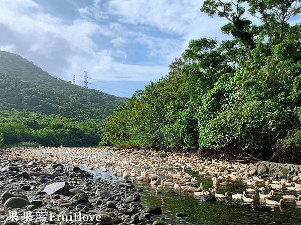 潘氏農場⟩看鴨子上班後再體驗DIY鹹鴨蛋，好吃好玩又可以學習到知識-屏東車城親子景點 @果果愛Fruitlove