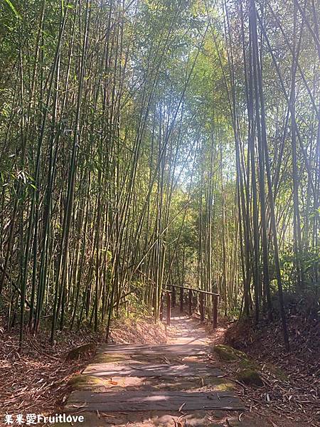 頂湖自然生態區 Dinghu Trail ⟩ 輕鬆健走不費力的步道-嘉義阿里山景點 @果果愛Fruitlove