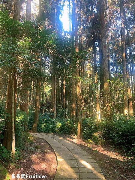 頂湖自然生態區 Dinghu Trail ⟩ 輕鬆健走不費力的步道-嘉義阿里山景點 @果果愛Fruitlove