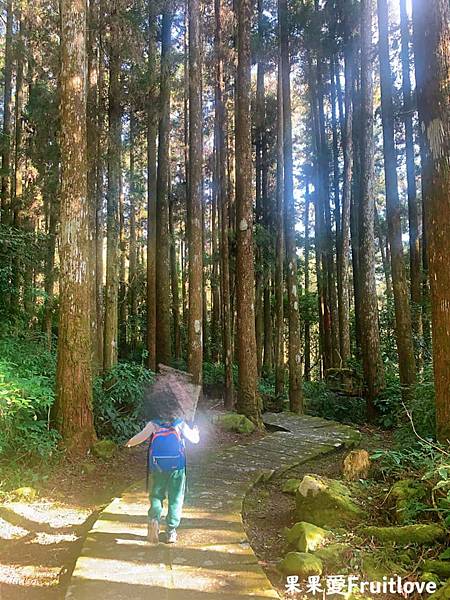 頂湖自然生態區 Dinghu Trail ⟩ 輕鬆健走不費力的步道-嘉義阿里山景點 @果果愛Fruitlove