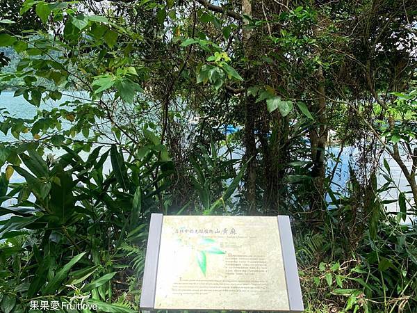 涵碧步道⟩南投魚池景點，漫步詩意的輕鬆森林步道，欣賞每次蜿蜒後的不同景緻，享受心靈的沉澱、放鬆、充電-南投日月潭景點/寵物友善 @果果愛Fruitlove