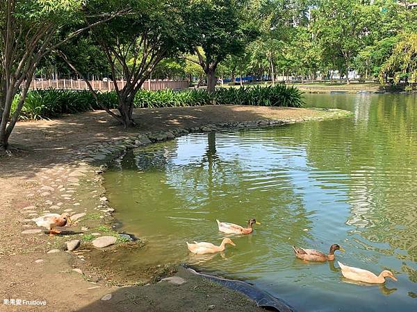 水圳森林公園⟩漫步湖畔，享受都市中的寧靜，都市裡放鬆的景點 @果果愛Fruitlove