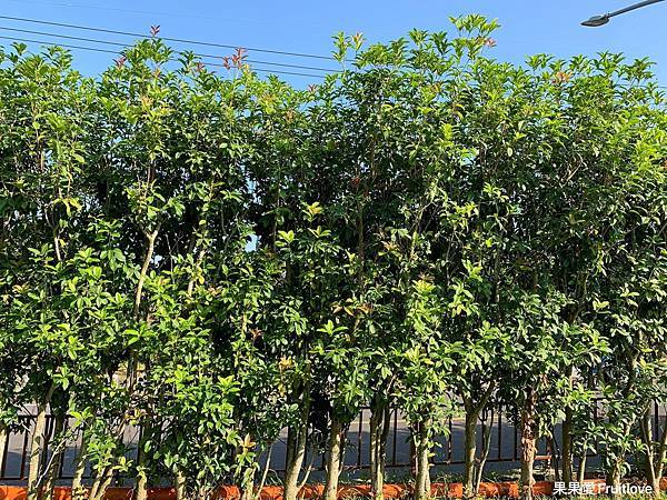 林桂園石泉會館-關子嶺寵物友善民宿⟩放鬆身心靈的泥漿溫泉旅店，在房內就能泡溫泉，賞戶外優美景色-台南白河住宿 @果果愛Fruitlove