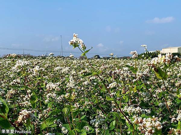 彰化二林景點 &#8211; 彰化半日遊 欣賞季節限定蕎麥花田，品嘗富有膳食纖維的蕎麥  漫步綠色隧道感受悠閒的美好時光 @果果愛Fruitlove