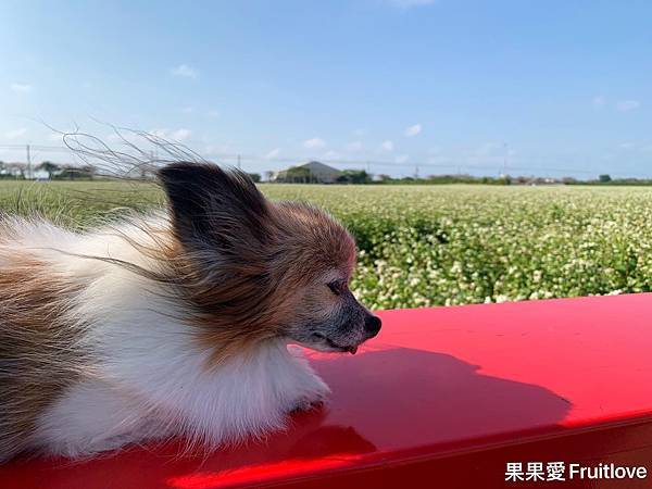 彰化二林景點 &#8211; 彰化半日遊 欣賞季節限定蕎麥花田，品嘗富有膳食纖維的蕎麥  漫步綠色隧道感受悠閒的美好時光 @果果愛Fruitlove