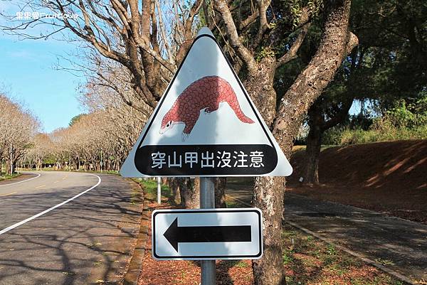 南投賞櫻景點  &#8211;  國立暨南國際大學，乘坐在櫻花樹下野餐，吹著微風，望向寬闊延伸的草地與山景，讓人可以好好放鬆的美麗景點 @果果愛Fruitlove