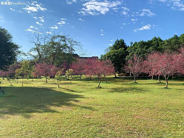 南投賞櫻景點  &#8211;  國立暨南國際大學，乘坐在櫻花樹下野餐，吹著微風，望向寬闊延伸的草地與山景，讓人可以好好放鬆的美麗景點 @果果愛Fruitlove