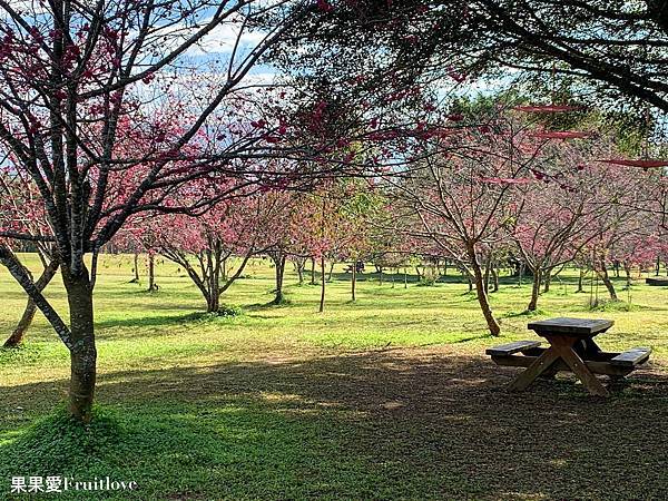 南投賞櫻景點  &#8211;  國立暨南國際大學，乘坐在櫻花樹下野餐，吹著微風，望向寬闊延伸的草地與山景，讓人可以好好放鬆的美麗景點 @果果愛Fruitlove