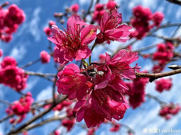 南投賞櫻景點  &#8211;  國立暨南國際大學，乘坐在櫻花樹下野餐，吹著微風，望向寬闊延伸的草地與山景，讓人可以好好放鬆的美麗景點 @果果愛Fruitlove